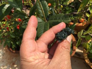 新疆和田玉青玉白菜坠子